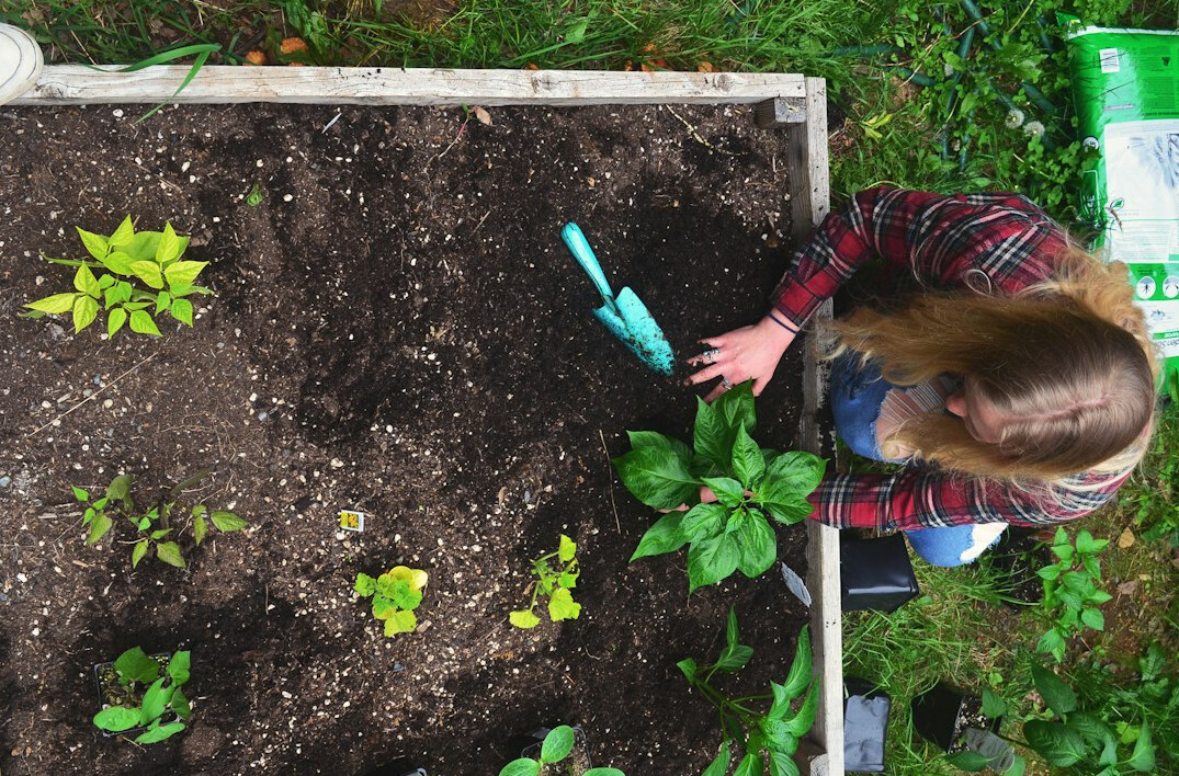 senior gardening in backyard